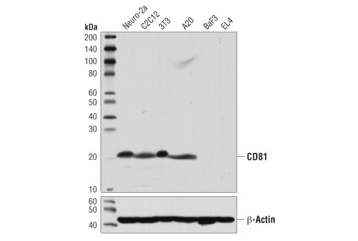 Western Blotting Image 1: CD81 (D5O2Q) Rabbit mAb (Mouse Specific)