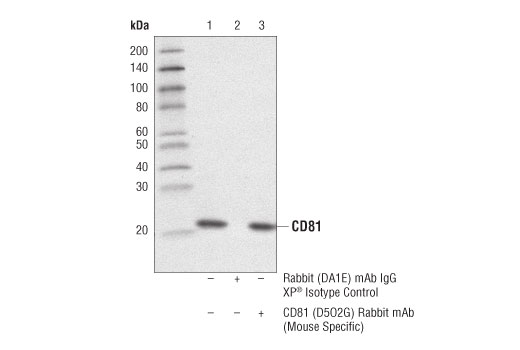 Immunoprecipitation Image 1: CD81 (D5O2Q) Rabbit mAb (Mouse Specific)