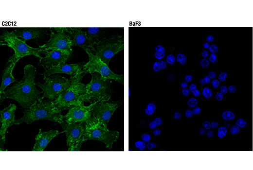  Image 19: Mouse Reactive Exosome Marker Antibody Sampler Kit