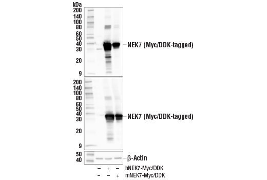 Western Blotting Image 1: NEK7 Antibody