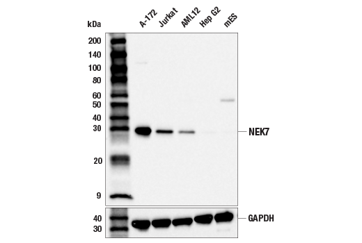 Western Blotting Image 2: NEK7 Antibody