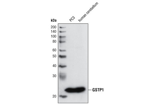 Western Blotting Image 1: GSTP1 (3F2) Mouse mAb (BSA and Azide Free)