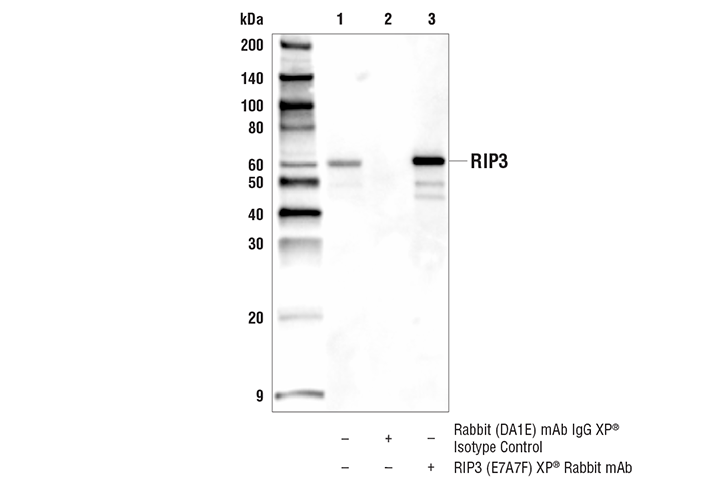 Immunoprecipitation Image 1: RIP3 (E7A7F) XP® Rabbit mAb