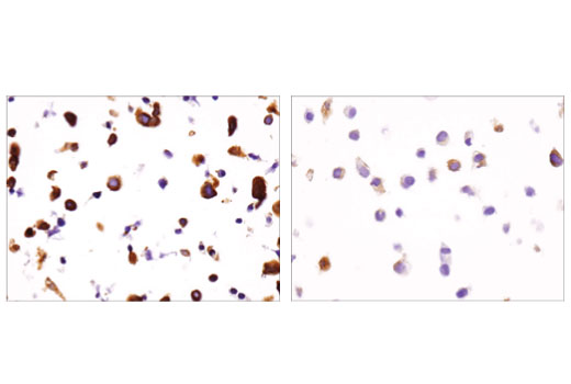 Immunohistochemistry Image 4: DCLK1/DCAMKL1 (D2U3L) XP® Rabbit mAb (BSA and Azide Free)