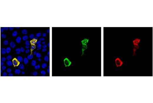 Immunofluorescence Image 1: Cas9 (S. aureus) (6H4) Mouse mAb (Alexa Fluor® 488 Conjugate)