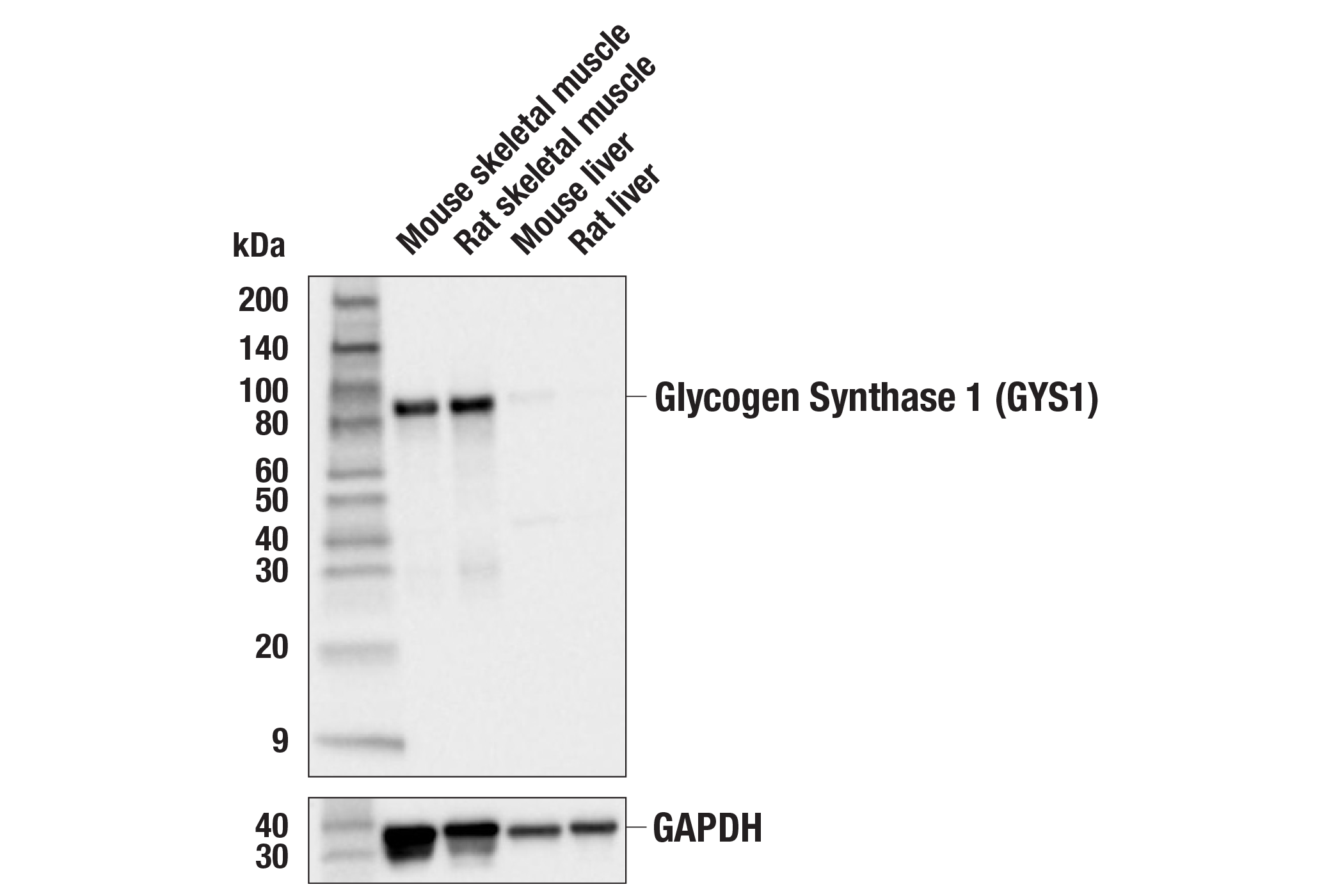 Western Blotting Image 3: Glycogen Synthase 1 (GYS1) (F4L8X) Rabbit mAb