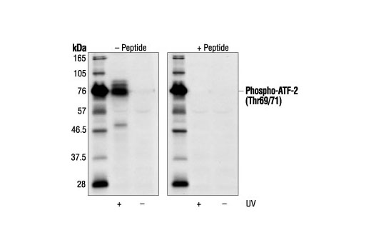  Image 1: Phospho-ATF-2 (Thr69/71) Blocking Peptide