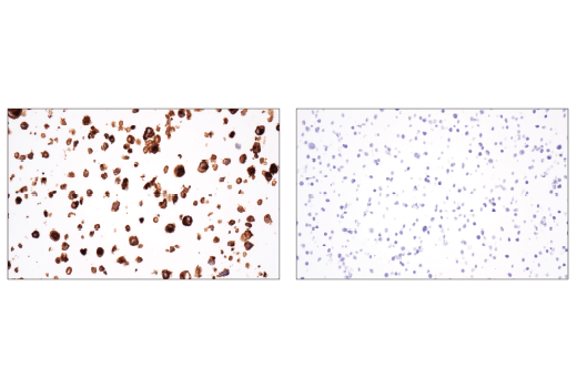 Immunohistochemistry Image 2: GITR (D5V7P) Rabbit mAb (BSA and Azide Free)