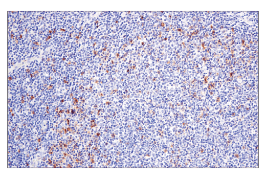 Immunohistochemistry Image 5: GITR (D5V7P) Rabbit mAb