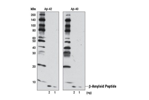 Western Blotting Image 1: β-Amyloid (D12B2) Rabbit mAb (BSA and Azide Free)