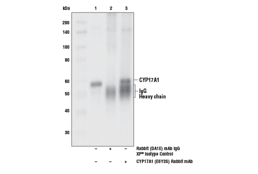 Immunoprecipitation Image 1: CYP17A1 (E6Y3S) Rabbit mAb