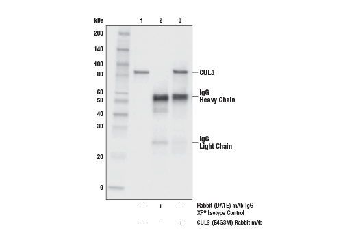 Immunoprecipitation Image 1: CUL3 (E4G3M) Rabbit mAb