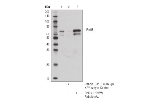 Immunoprecipitation Image 1: RelB (D7D7W) Rabbit mAb