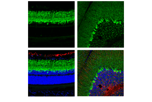 Immunofluorescence Image 1: GAD1 (D1F2M) Rabbit mAb (BSA and Azide Free)