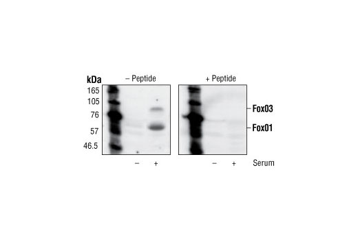  Image 1: Phospho-FoxO1 (Thr24)/FoxO3a (Thr32) Blocking Peptide