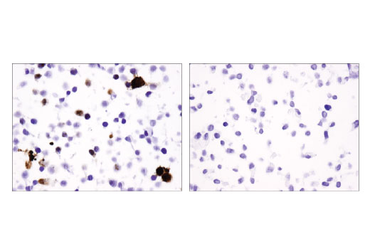 Immunohistochemistry Image 1: Cas9 (S. pyogenes) (7A9-3A3) Mouse mAb (BSA and Azide Free)