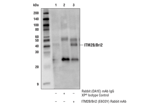 Immunoprecipitation Image 1: ITM2B/Bri2 (E6O3Y) Rabbit mAb