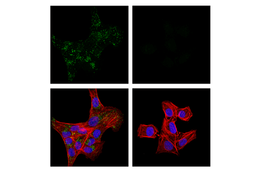 Immunofluorescence Image 1: ITM2B/Bri2 (E6O3Y) Rabbit mAb