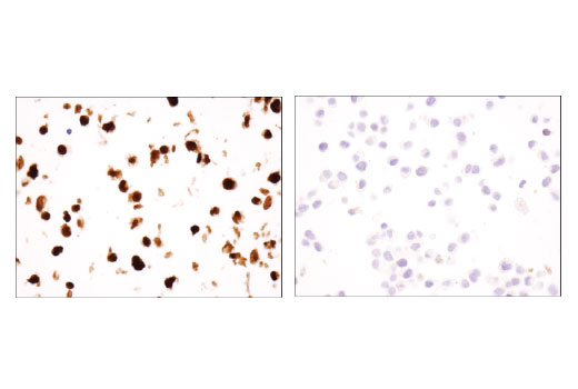 Immunohistochemistry Image 3: Sox2 (D1C7J) XP® Rabbit mAb (BSA and Azide Free)
