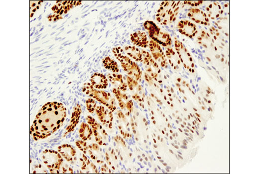 Immunohistochemistry Image 2: Sox2 (D1C7J) XP® Rabbit mAb (BSA and Azide Free)