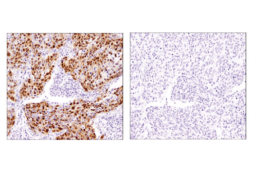 Immunohistochemistry Image 4: Sox2 (D1C7J) XP® Rabbit mAb (BSA and Azide Free)