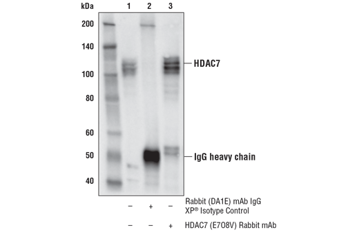 Immunoprecipitation Image 1: HDAC7 (E7O8V) Rabbit mAb