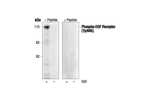  Image 1: Phospho-EGF Receptor (Tyr845) Blocking Peptide