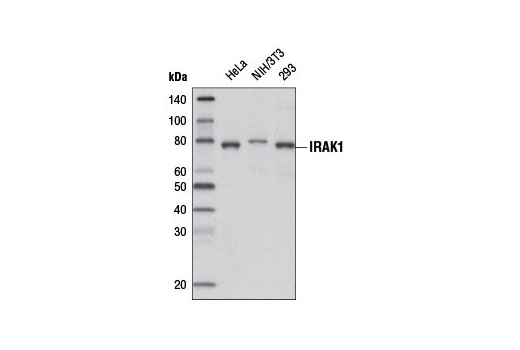 Western Blotting Image 1: IRAK1 (D51G7) Rabbit mAb (Biotinylated)