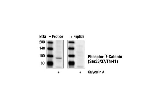  Image 1: Phospho-β-Catenin (Ser33/37/Thr41) Blocking Peptide