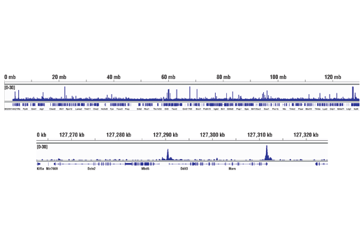 Chromatin Immunoprecipitation Image 2: ATF-4 (D4B8) Rabbit mAb