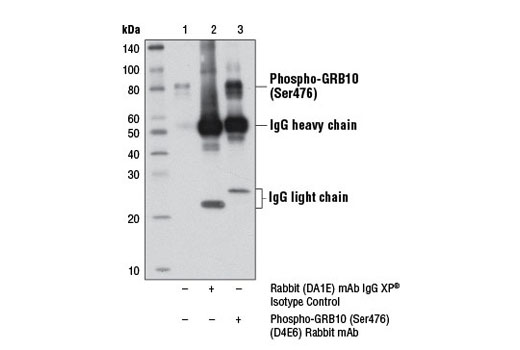 Immunoprecipitation Image 1: Phospho-GRB10 (Ser476) (D4E6) Rabbit mAb