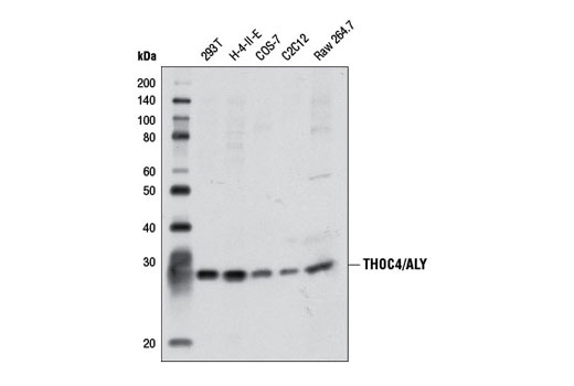 Western Blotting Image 1: THOC4/ALY Antibody