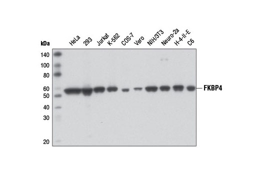 Western Blotting Image 1: FKBP4 Antibody