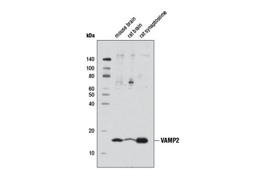 Western Blotting Image 1: VAMP2 Antibody