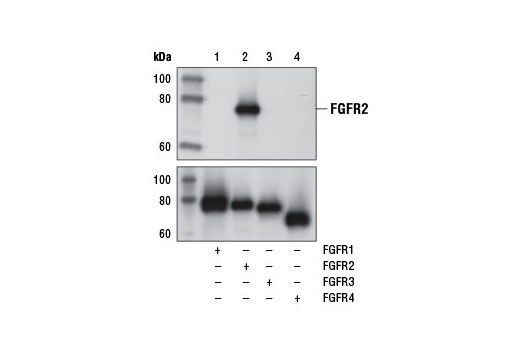 Western Blotting Image 1: FGF Receptor 2 (D4H9) Rabbit mAb