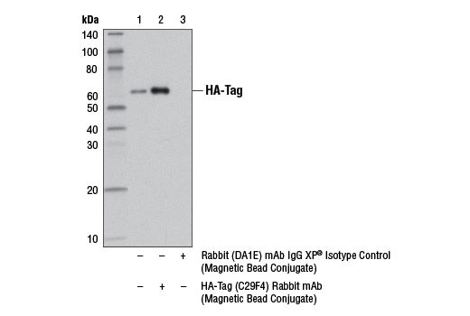 Immunoprecipitation Image 1: HA-Tag (C29F4) Rabbit mAb (Magnetic Bead Conjugate)