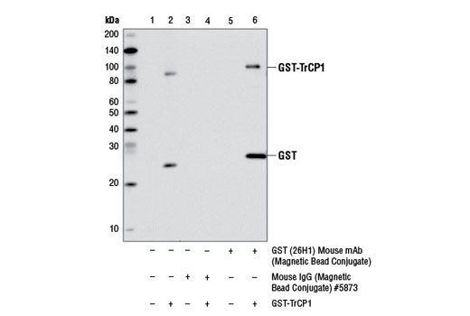 Immunoprecipitation Image 1: GST-Tag (26H1) Mouse mAb (Magnetic Bead Conjugate)