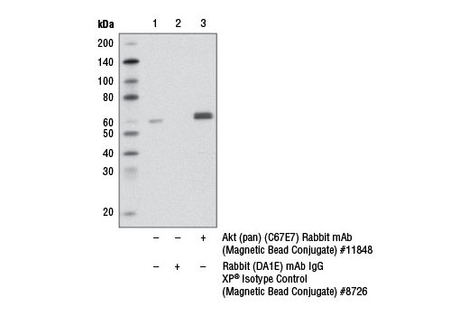 Immunoprecipitation Image 1: Akt (pan) (C67E7) Rabbit mAb (Magnetic Bead Conjugate)