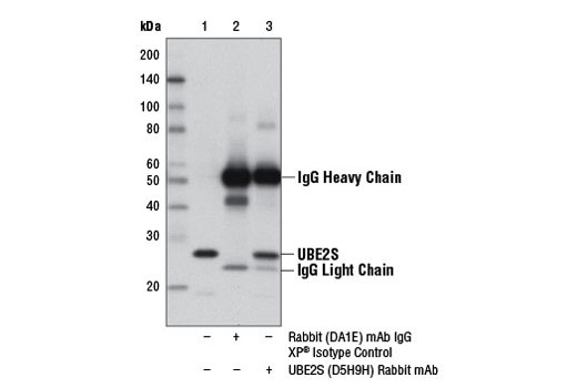 Immunoprecipitation Image 1: UBE2S (D5H9H) Rabbit mAb