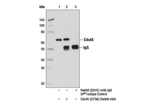Immunoprecipitation Image 1: Cdc45 (D7G6) Rabbit mAb
