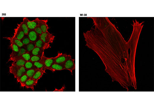 Immunofluorescence Image 1: Cdc45 (D7G6) Rabbit mAb