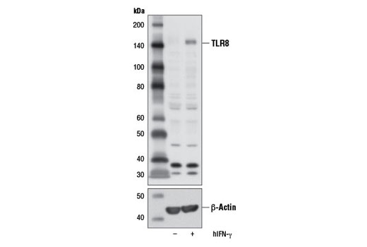  Image 1: Toll-like Receptor Antibody Sampler Kit II