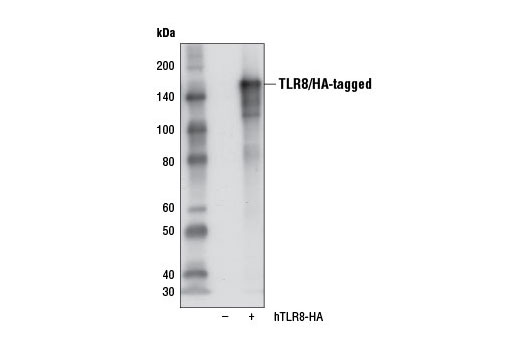 Image 9: Toll-like Receptor Antibody Sampler Kit II