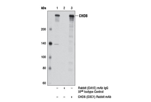 Immunoprecipitation Image 1: CHD8 (D3C1) Rabbit mAb