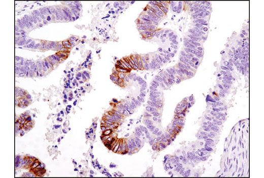 Immunohistochemistry Image 1: Phospho-NDRG1 (Ser330) (D3A12) Rabbit mAb
