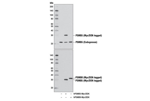 Western Blotting Image 2: PSMB5 Antibody