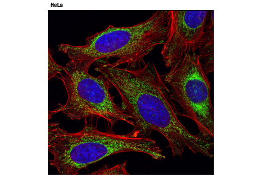 Immunofluorescence Image 1: Mitofusin-2 (D1E9) Rabbit mAb