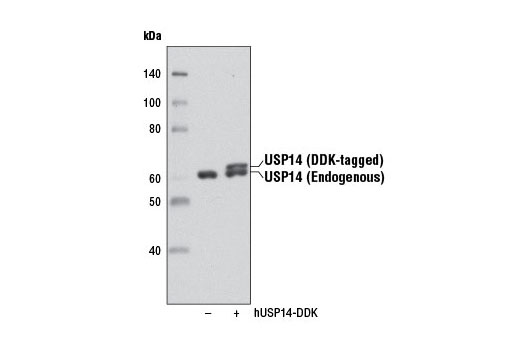  Image 12: USP Antibody Sampler Kit