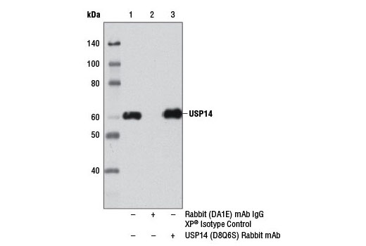 Immunoprecipitation Image 1: USP14 (D8Q6S) Rabbit mAb