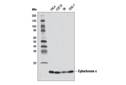 Western Blotting Image 1: Cytochrome c (D18C7) Rabbit mAb